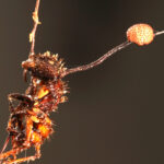 Strijden of samenwerken, André van Leijen, Cordyceps